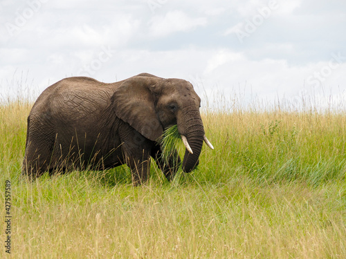 Maasai Mara  Kenya  Africa - February 26  2020  Large african elephant eating grass  Maasai Mara Game Reserve  Kenya  Africa