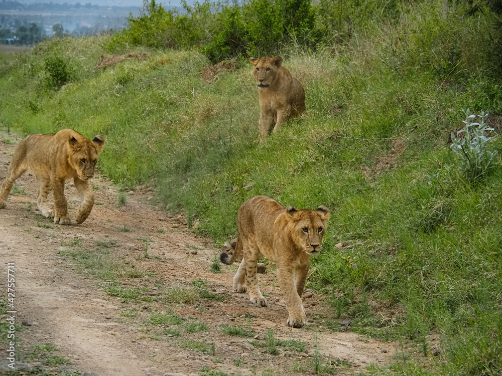 Pride of Lions travelling down Dirt Road, Lake Nakuru, Kenya, Africa Pride of Lions travelling down Dirt Road, Lake Nakuru, Kenya, Africa