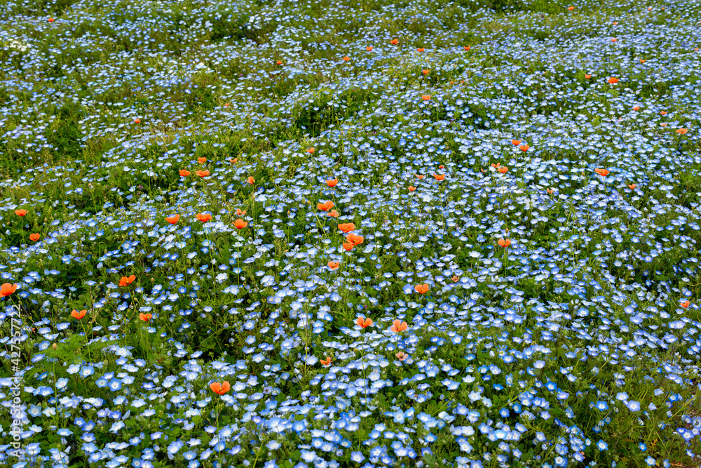 Full blooming of baby blue eyes (Nemophila menziesii) at Maishima island in Osaka, Japan