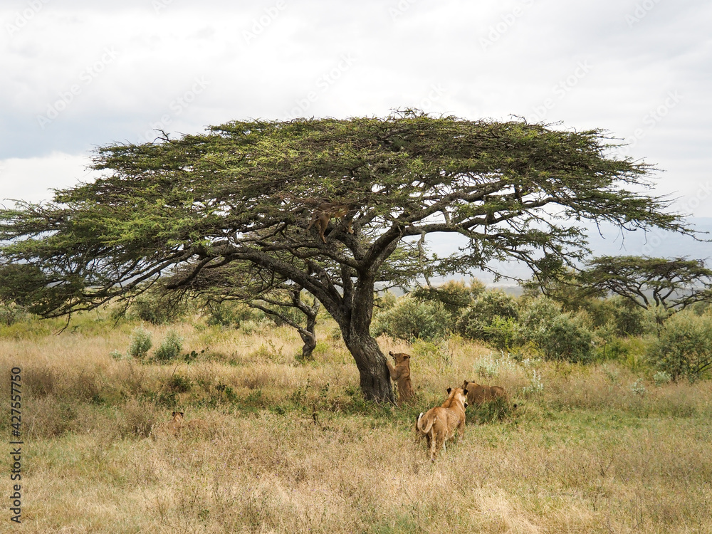 Pride of lions climbing acacia tree, Lake Nakuru National Park, Kenya, Africa Pride of lions climbing acacia tree, Lake Nakuru National Park, Kenya, Africa