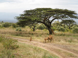 Pride of lions climbing acacia tree, Lake Nakuru National Park, Kenya, Africa