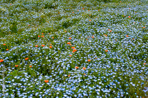 Obraz na płótnie Full blooming of baby blue eyes (Nemophila menziesii) at Maishima island in Osaka, Japan w salonie
