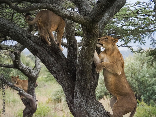 Lioness' climbing tree in Lake Nakuru National Park, Kenya, Africa