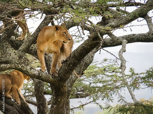 Pride of lions climbing acacia tree, Lake Nakuru National Park, Kenya, Africa