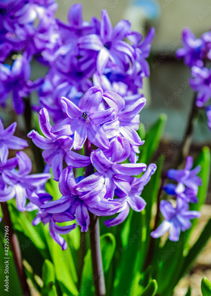 Purple hyacinths blooming in the spring garden