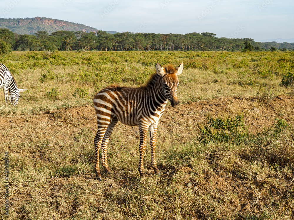 Obraz premium Zebras grazing along savannah, Lake Nakuru, Kenya, Africa