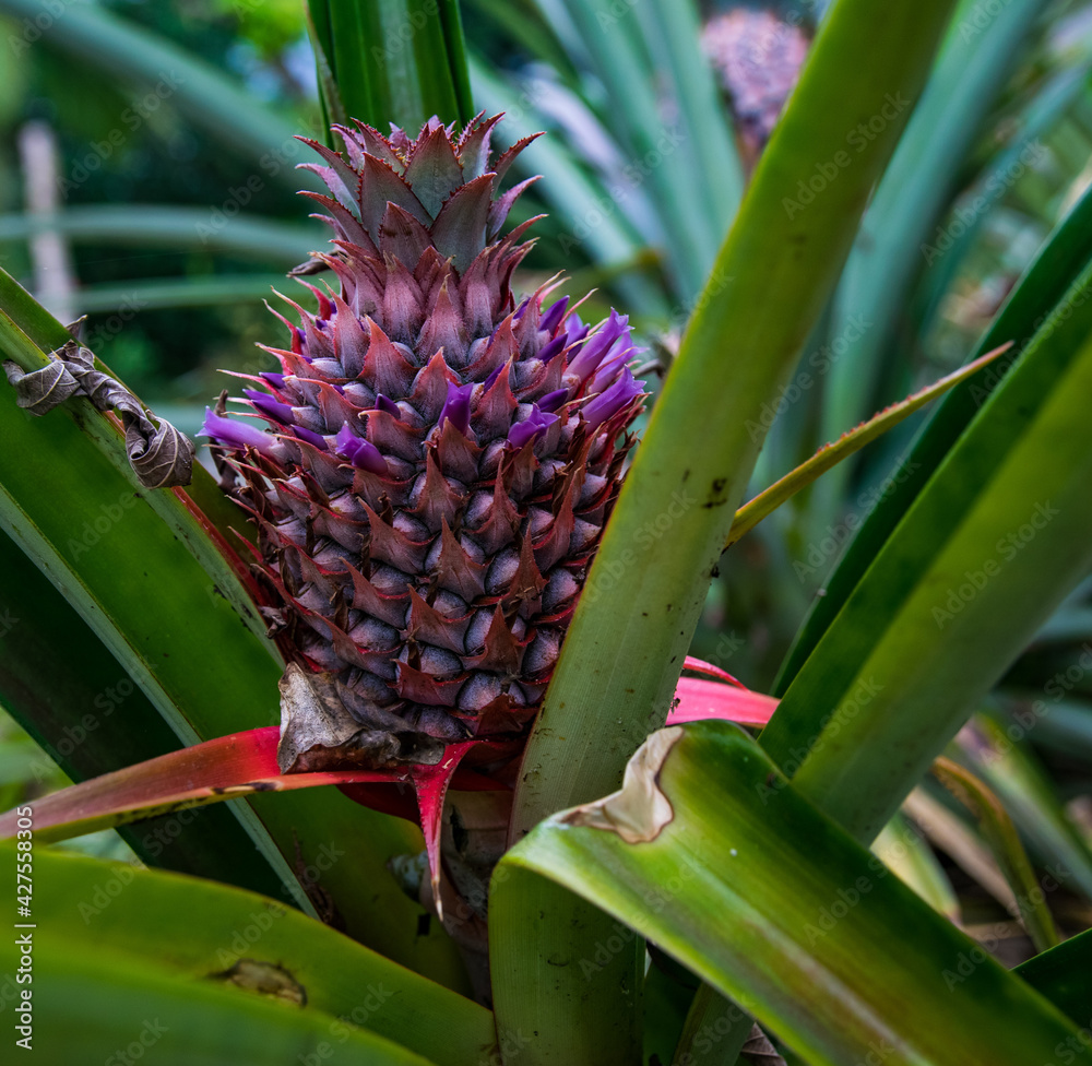 Inflorescencia y fruta verde de piña en un cultivo de esta deliciosa ...