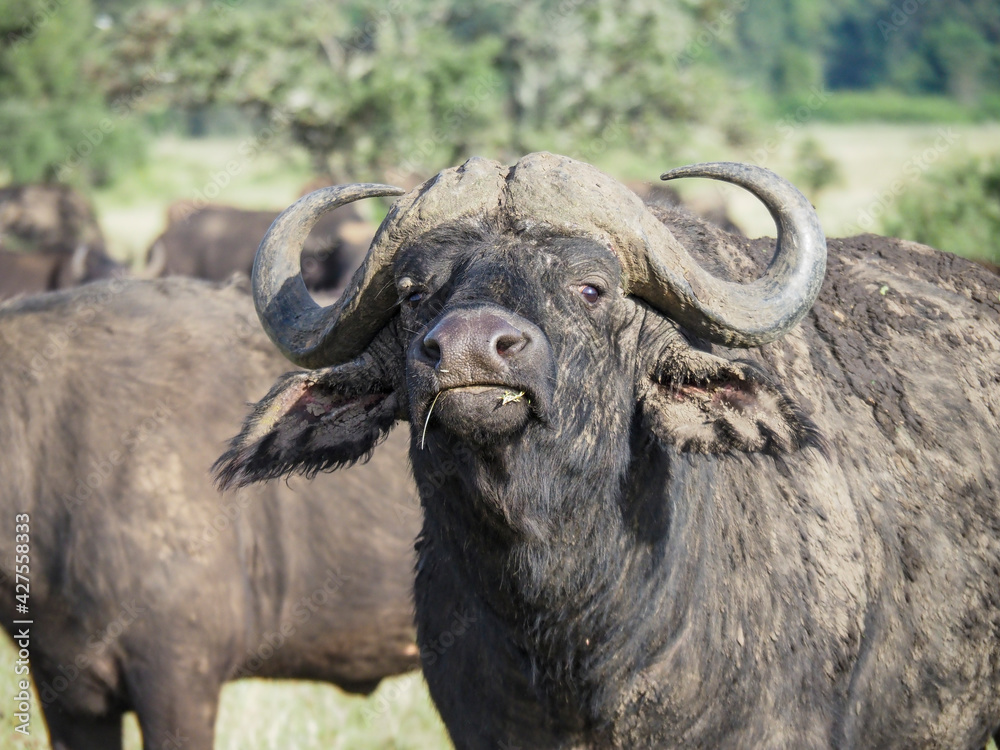 Lake Nakuru National Park, Cape buffalo grazing along savannah, Nairobi, Kenya, Africa Lake Nakuru National Park, Cape buffalo grazing along savannah, Nairobi, Kenya, Africa