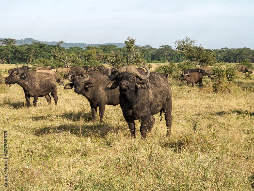 Lake Nakuru National Park, Cape buffalo grazing along savannah, Nairobi, Kenya, Africa Lake Nakuru National Park, Cape buffalo grazing along savannah, Nairobi, Kenya, Africa