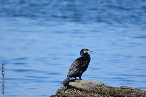 海辺のウミウ 