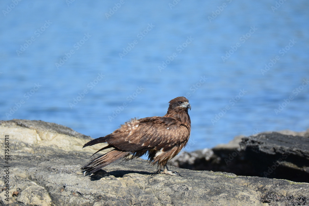 Obraz premium 海辺のトンビ