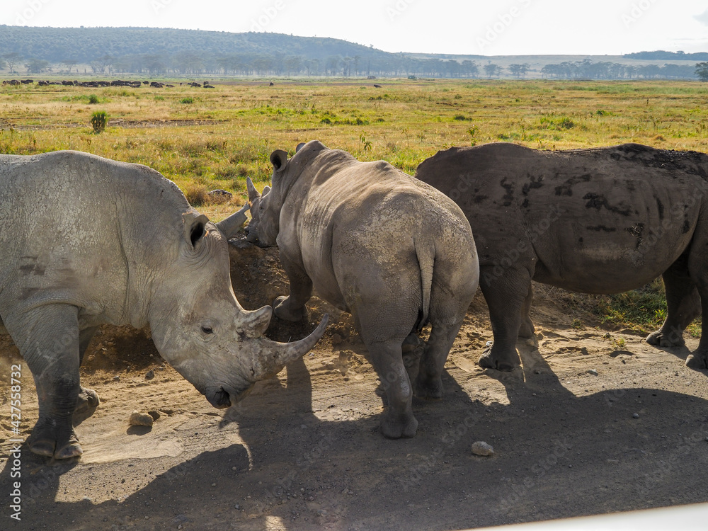 White Rhino grazing along Savannah, Lake Nakuru, Kenya, Africa White Rhino grazing along Savannah, Lake Nakuru, Kenya, Africa