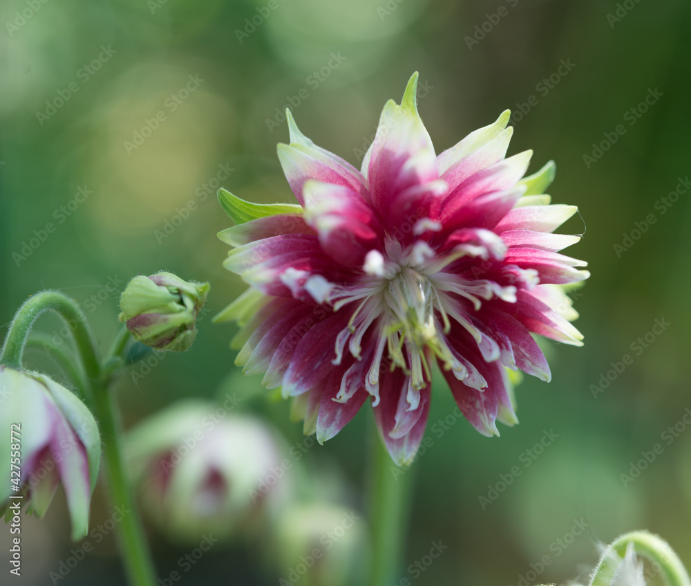 bi-coloured white/pink double columbine or aquilegia bi-coloured white/pink double columbine or aquilegia