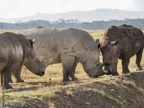 White Rhino grazing along Savannah, Lake Nakuru, Kenya, Africa © Elise