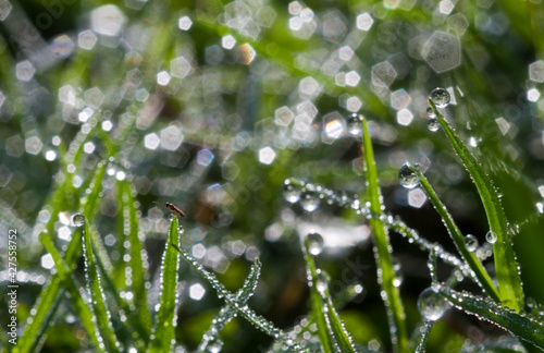 Background of a fresh green grass with water drops. Close-up - Image