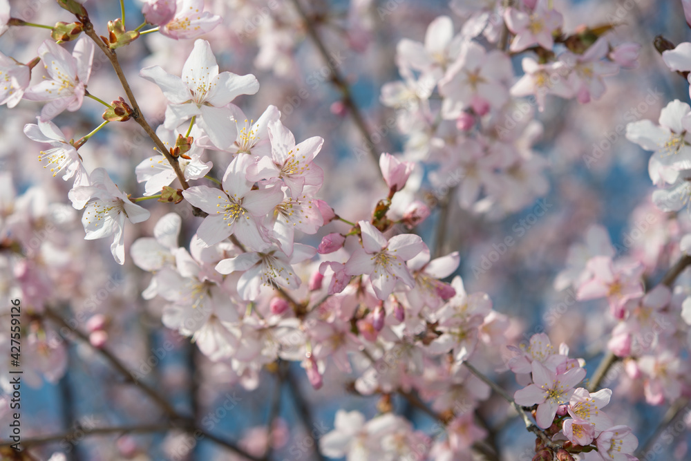 Obraz premium large petals, early spring, flowering cherry