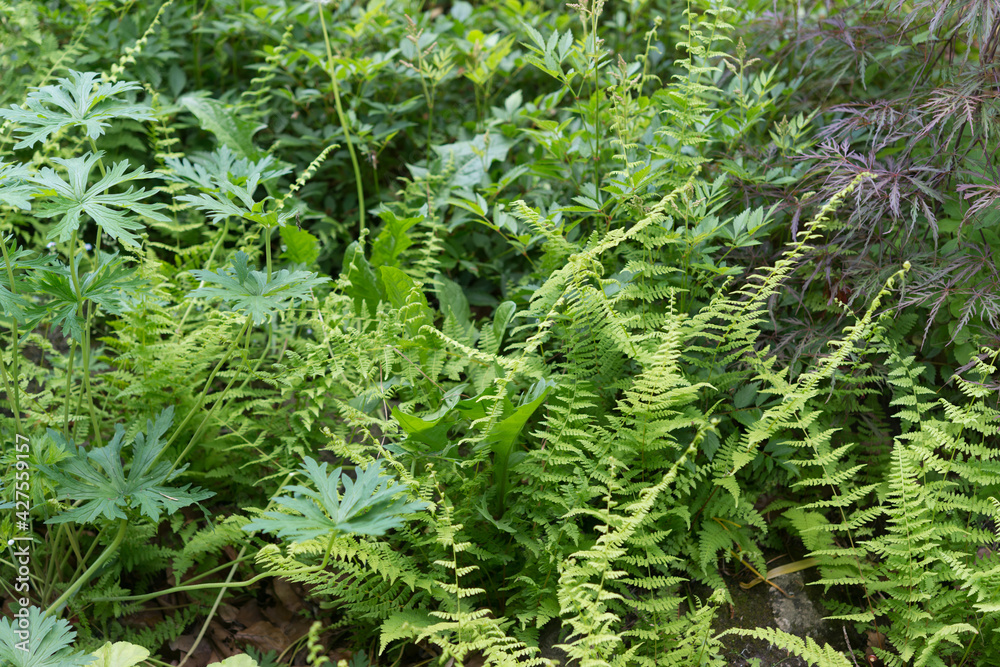 fern leaves fern leaves