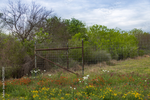 Red, white and yellow wildflowers by a fence with cloudy sky background