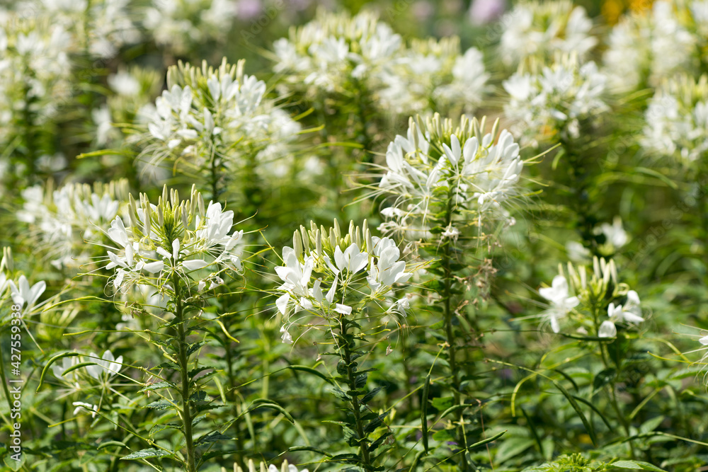 field of white cleome in summer garden