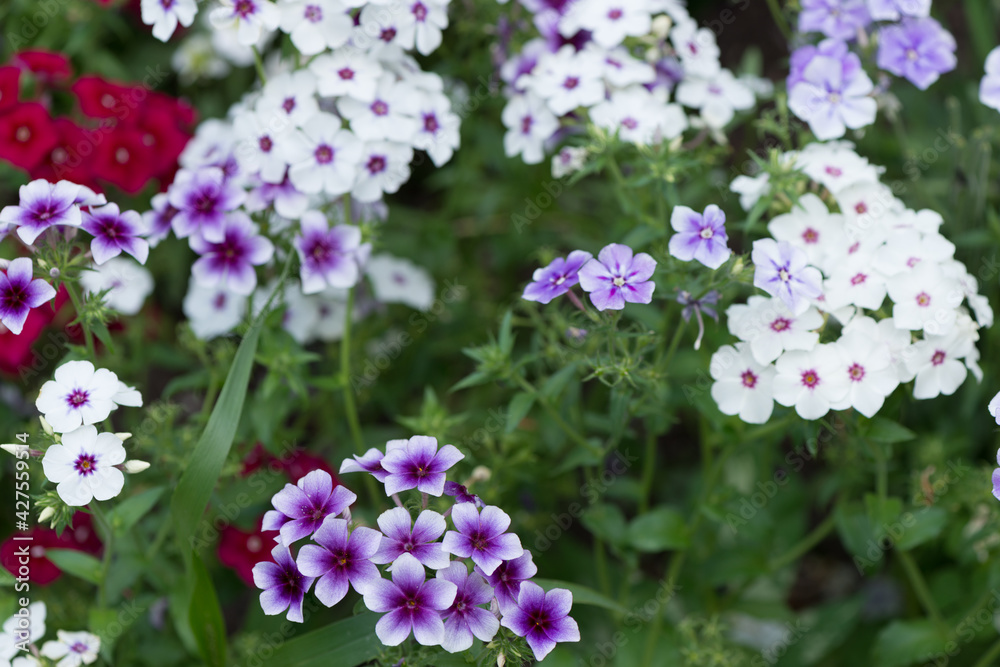 white and white-violet phlox in bloom
