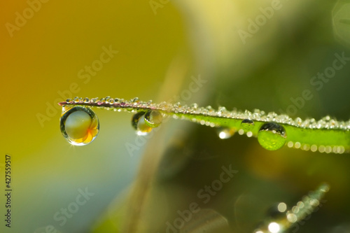 Flowers in the drops of dew on the green grass. Nature background