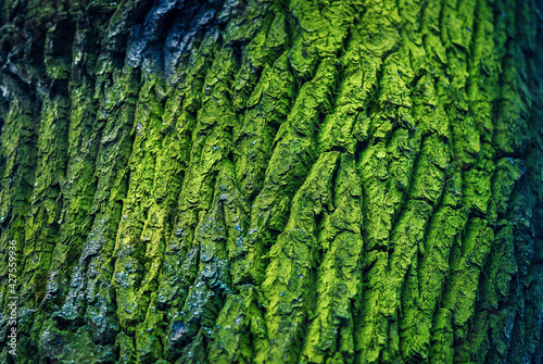 Dark green textured bark texture of an old tree covered with moss © Enso