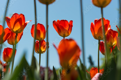 red and yellow tulips photographed against a blue sky - against the sun or backlit