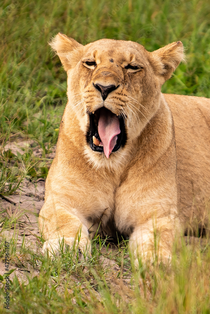 Beautiful Lion Caesar in the golden grass of Masai Mara, Kenya Panthera Leo. Beautiful Lion Caesar in the golden grass of Masai Mara, Kenya Panthera Leo.