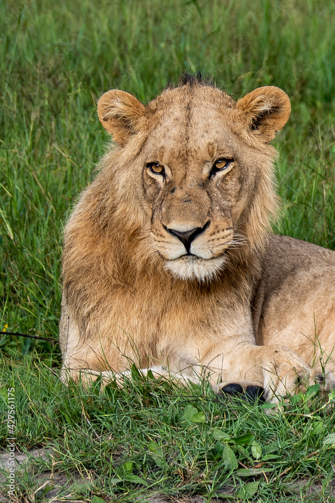 Beautiful Lion Caesar in the golden grass of Masai Mara, Kenya Panthera Leo. Beautiful Lion Caesar in the golden grass of Masai Mara, Kenya Panthera Leo.