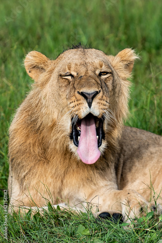 Beautiful Lion Caesar in the golden grass of Masai Mara  Kenya Panthera Leo.