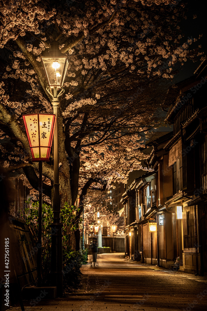 金沢・主計町茶屋街の夜桜