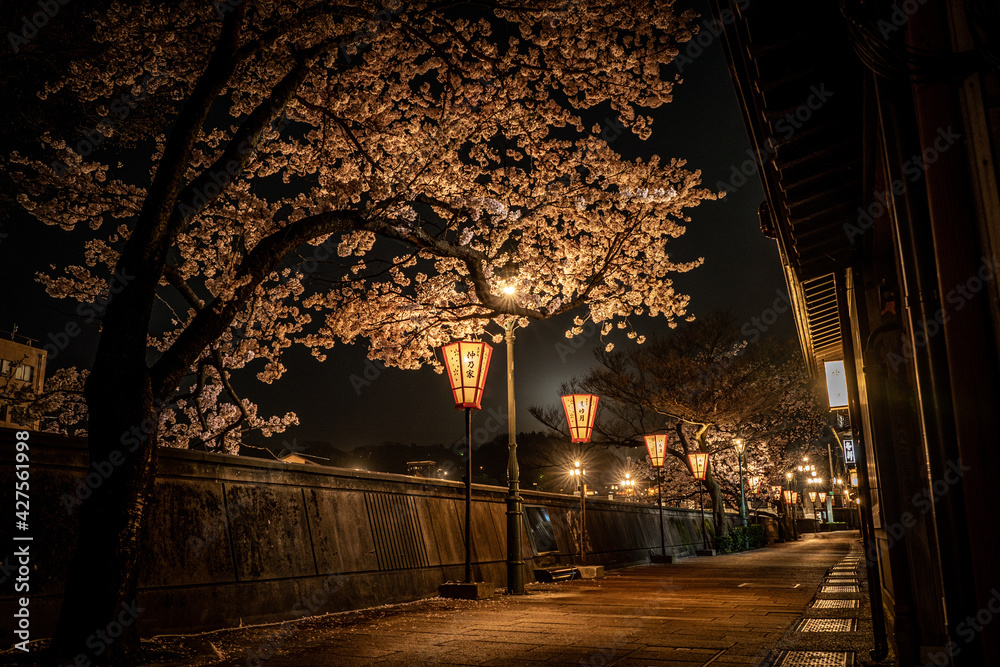 金沢・主計町茶屋街の夜桜
