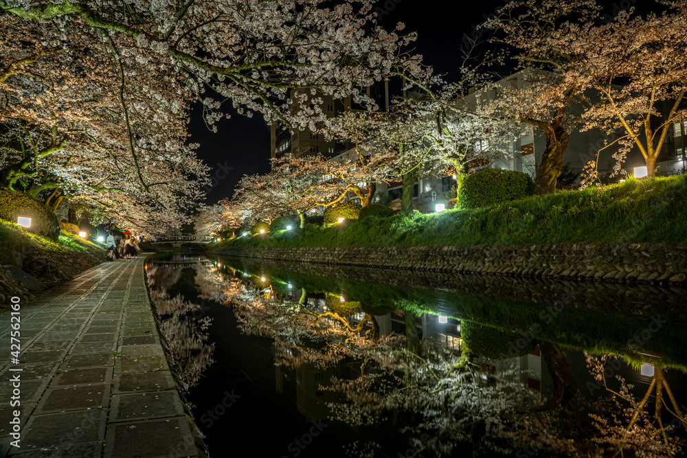 富山・松川周辺の夜桜ライトアップ 富山・松川周辺の夜桜ライトアップ