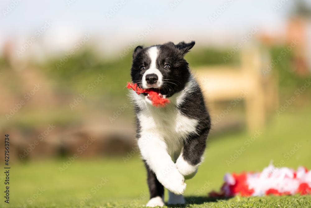 8 week old black and white border collie puppy running with red feather in mouth