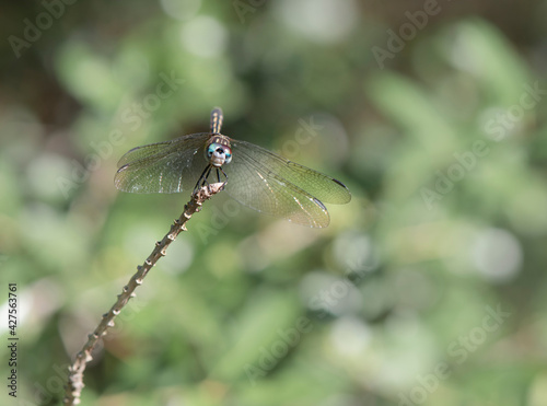 dragonfly with teal eyes