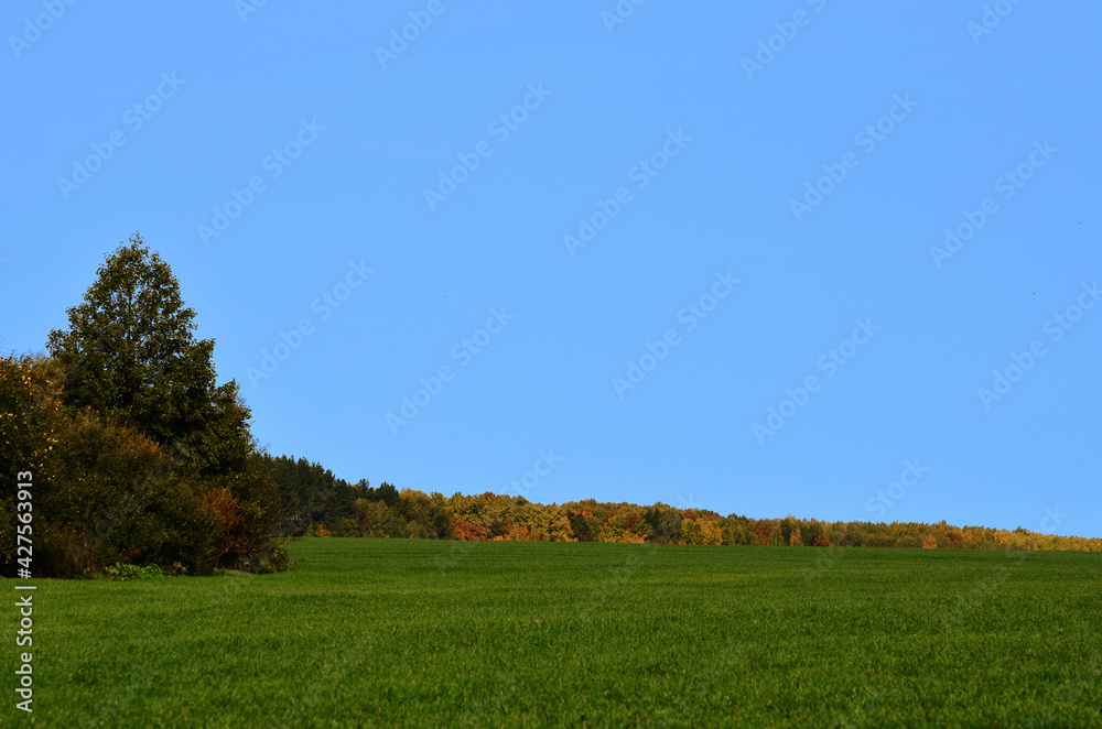 Fototapeta premium Panorama of the landscape green field against the backdrop of the autumn forest under the blue sky with a copy space