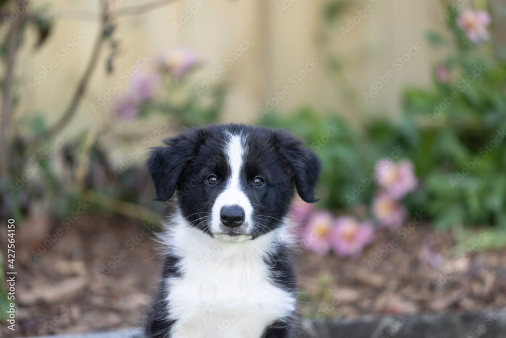 8 week old black and white border collie puppy head study 