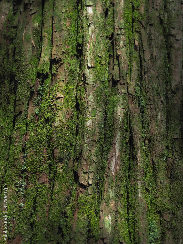 Obraz premium マツの樹皮
