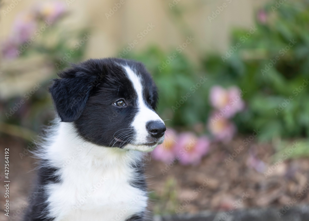 8 week old black and white border collie puppy head study
