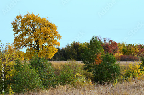 A large tree with yellow leaves around the bushes with autumn foliage  landscape autumn in nature  panorama with copy space