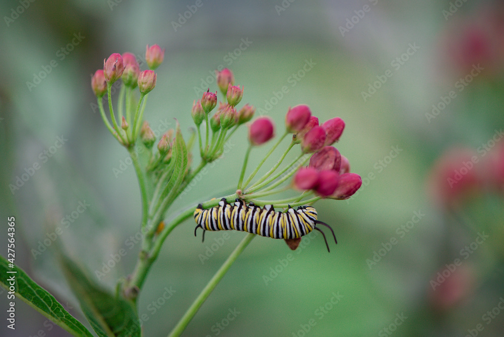 Caterpillars chrysalis Monarch Butterflies Milkweed
