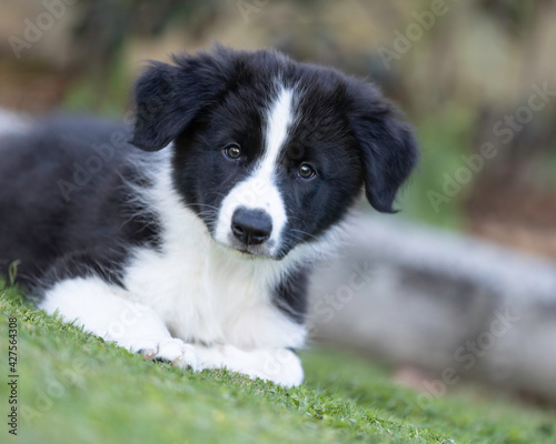 8 week old black and white border collie puppy head study