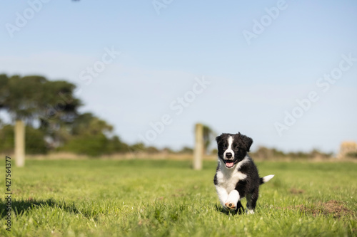 8 week old black and white border collie puppy running in the grass © Penny