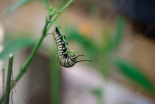 Caterpillars chrysalis Monarch Butterflies Milkweed