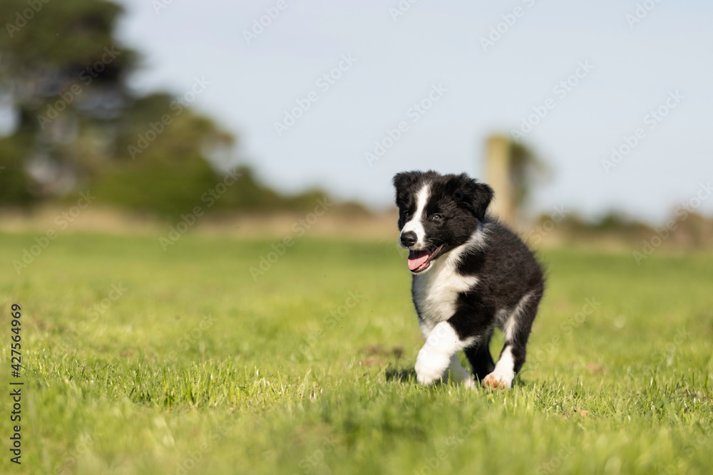 8 week old black and white border collie puppy running in the grass 8 week old black and white border collie puppy running in the grass
