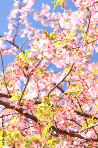さくら 桜 サクラ 満開 綺麗 花見 美しい 背景 青空 晴れた ピンク 新生活 かわいい 淡い