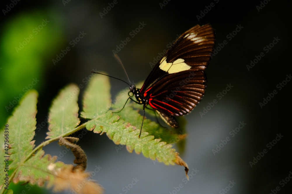 Fototapeta premium butterfly on flowers plant insect 