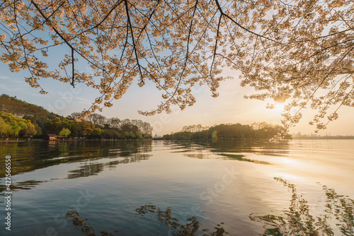Spring cherry blossom scenery at Hangzhou West Lake under the sunlight, Hangzhou, China