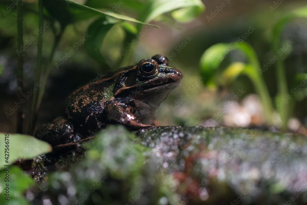 Fototapeta premium Frog