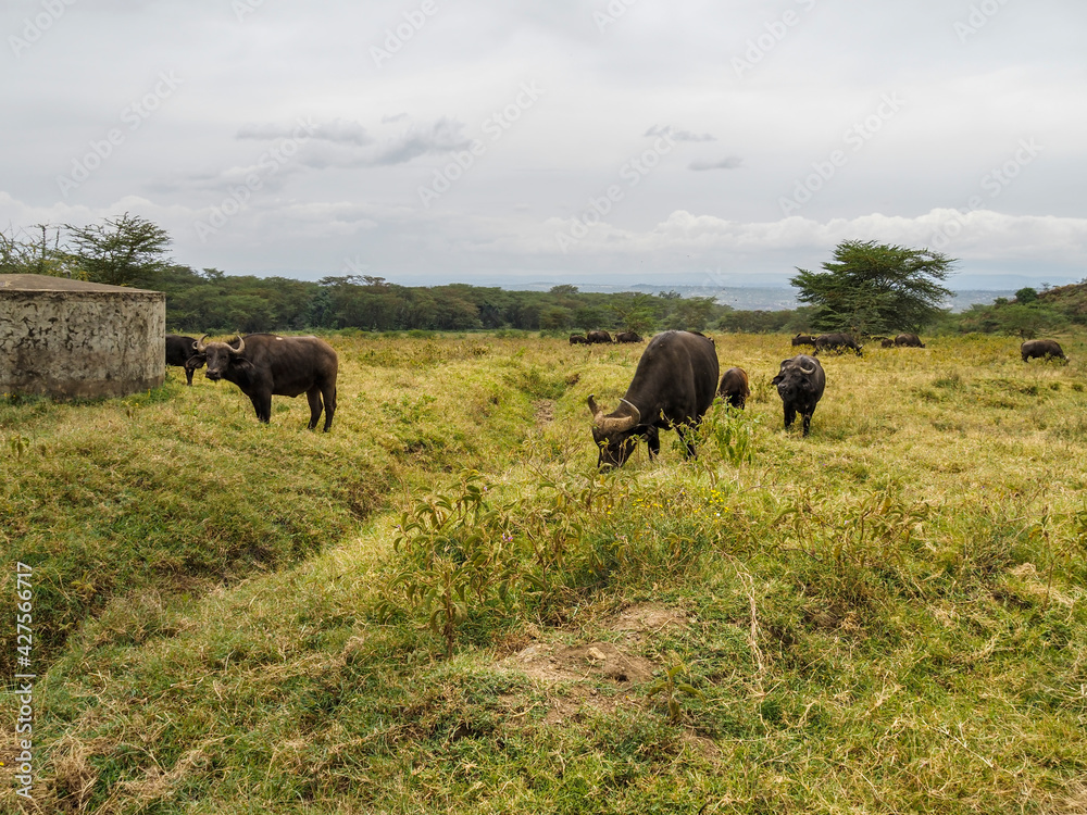 Cape Buffalo grazing on grass at Lake Nakuru National Park, Kenya, Africa